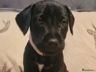Patterdale Terrier dogs Last boy available ❤️ - Advert 12