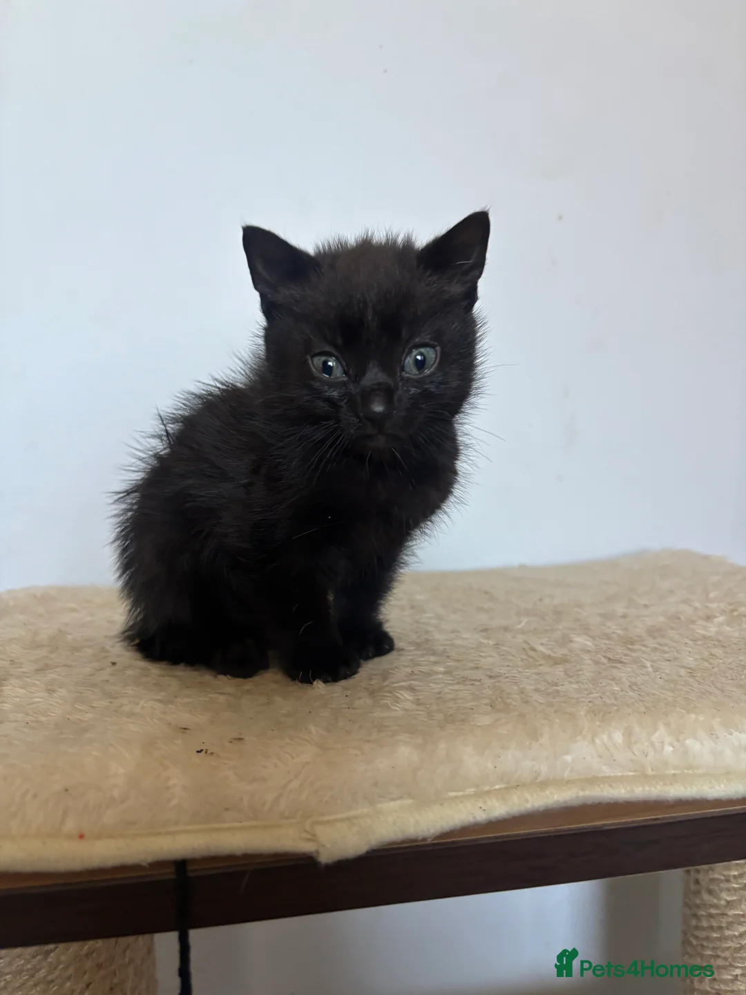 Mixed Breed cats for sale: Tabby, white, patterned, black playful kittens - Advert 2