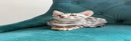 Bengal cats for sale: 2 TICA ACTIVE Bengal BOYS 🐆🐆 - Advert 15