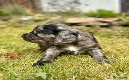 Sprocker dogs for sale: Sprocker spaniel puppies  - Image 9