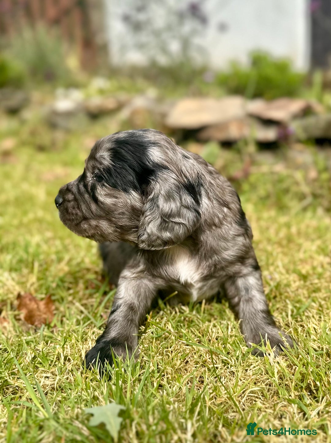 Sprocker dogs for sale: Sprocker spaniel puppies  - Image 9
