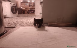 Mixed Breed cats for sale: Amazing kitten's  - Advert 13