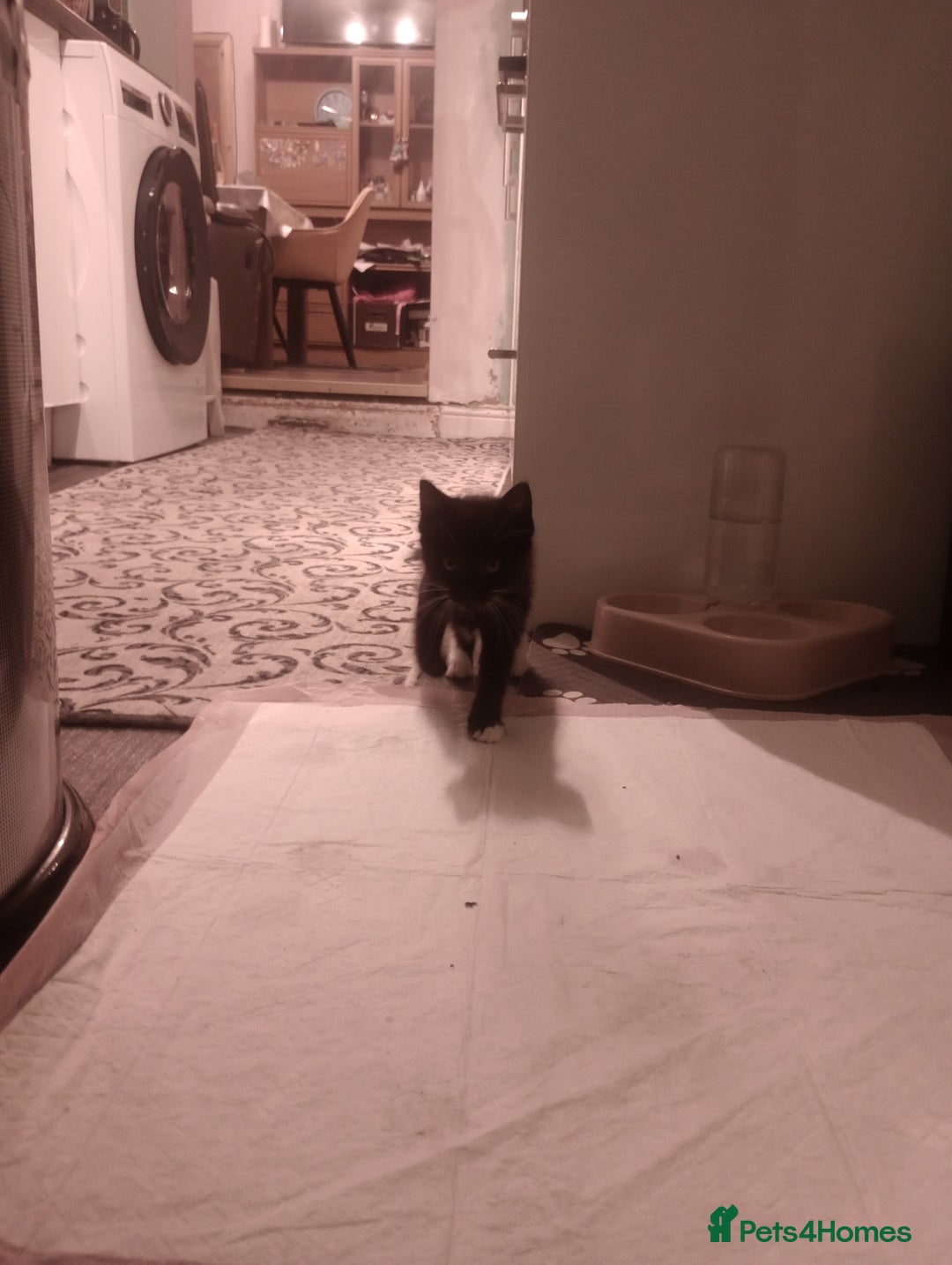 Mixed Breed cats for sale: Amazing kitten's  - Advert 13