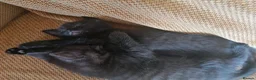 Domestic Shorthair cats for sale: 3 adorable kittens for sale  - Advert 5