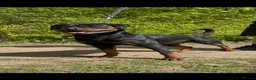 Rottweiler dogs for sale: German Rottweiler Puppies due 9/6 - Advert 8