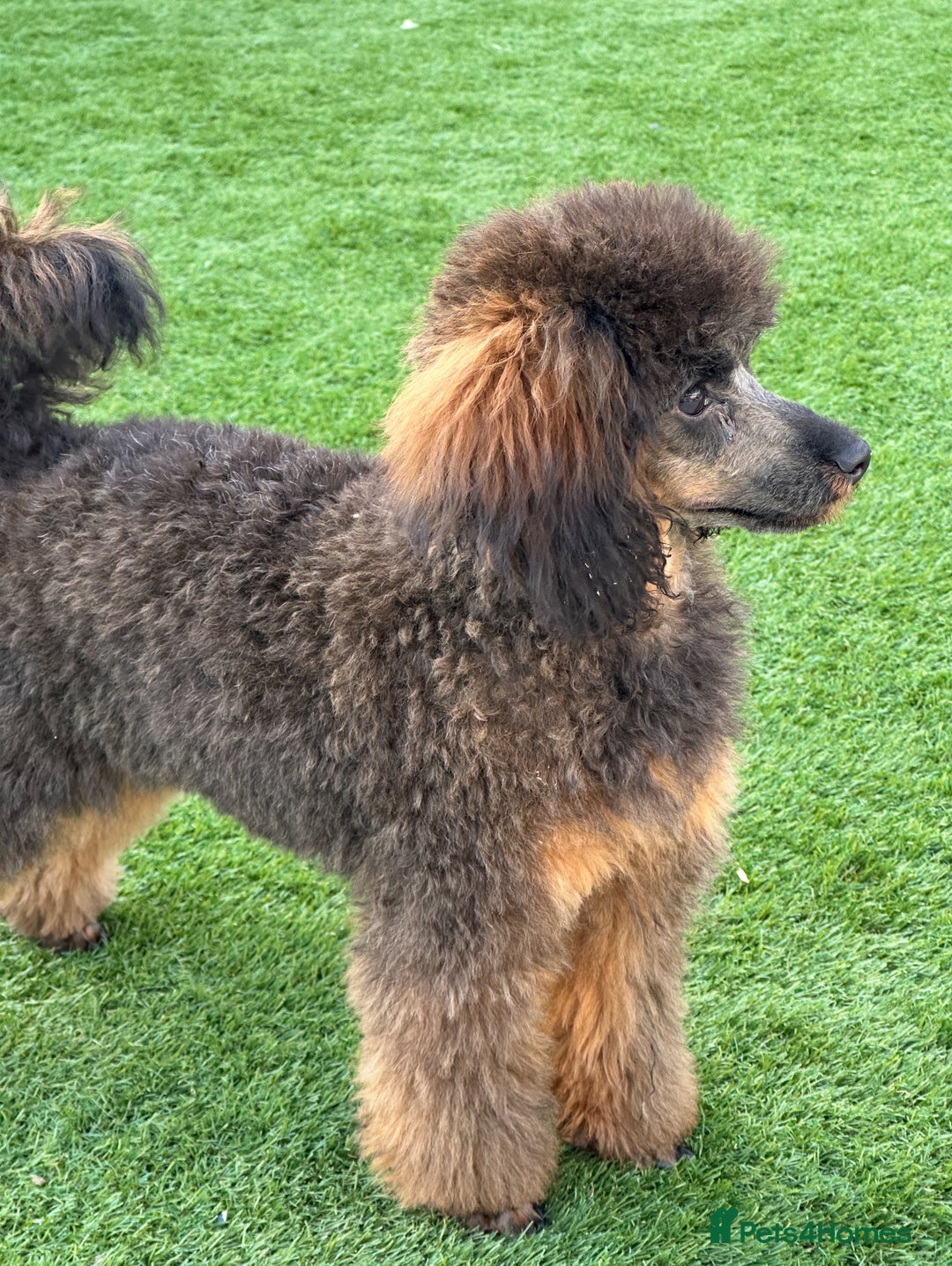 Toy Poodle dogs for sale: KC registered sable toy poodles  - Advert 17