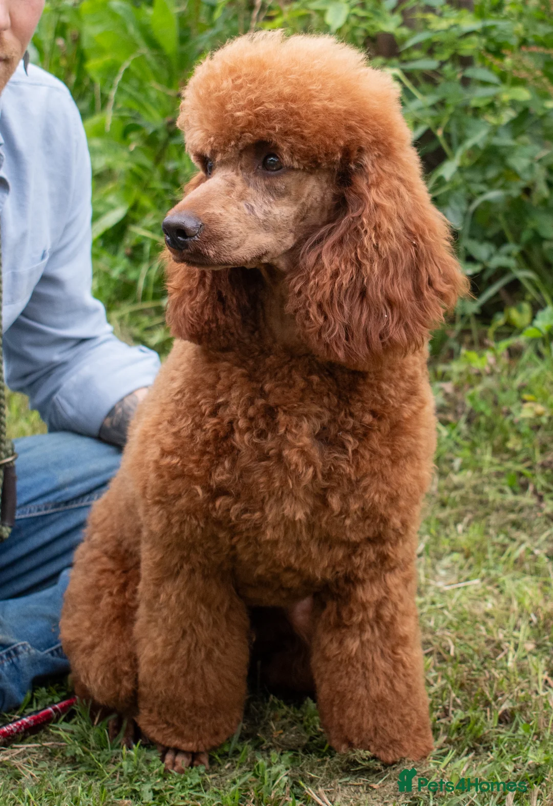 Goldendoodle dogs for sale: F1b Miniature Goldendoodle Waiting List - Advert 10