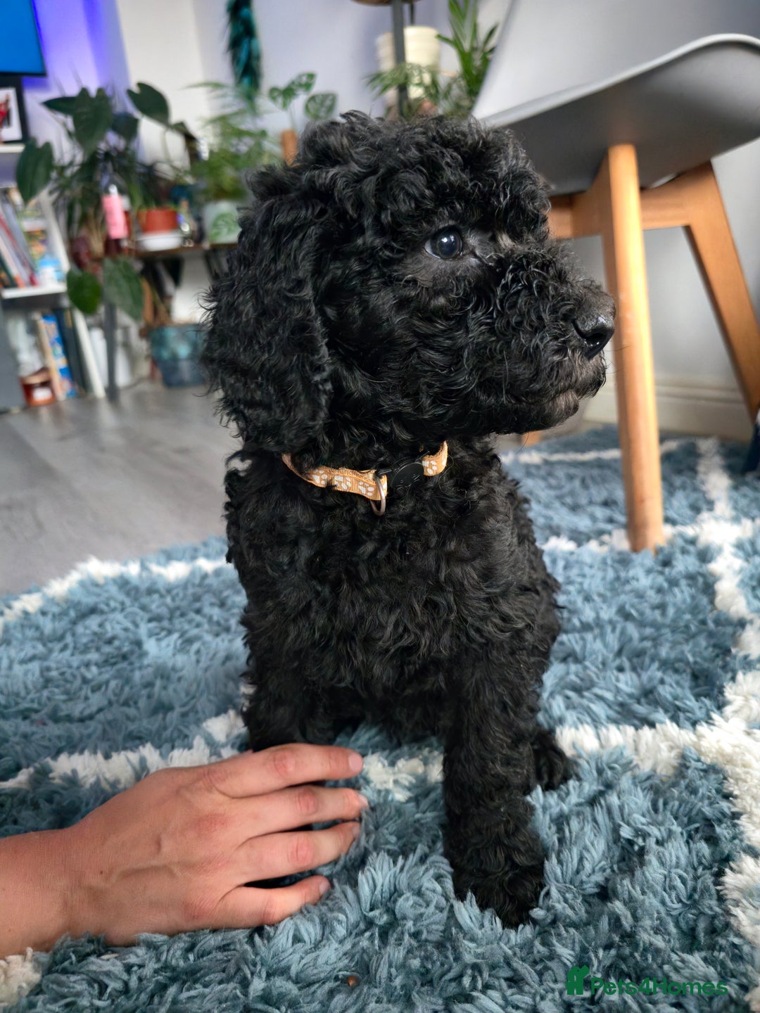 Goldendoodle dogs for sale: Ready Now ! F1B Standard Goldendoodle!  - Image 9