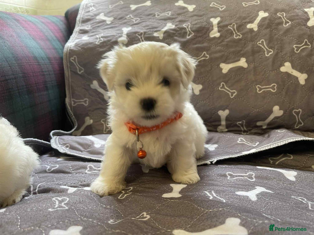 Bichon Frise dogs for sale: Bichon Frise  - Image 26
