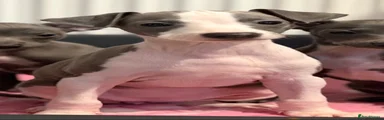 Italian Greyhound 6