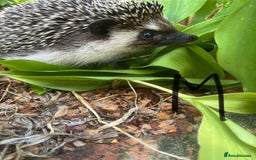 Pygmy Hedgehog rodents for sale: Stunning girls & unrelated boy ready now  - Image 6