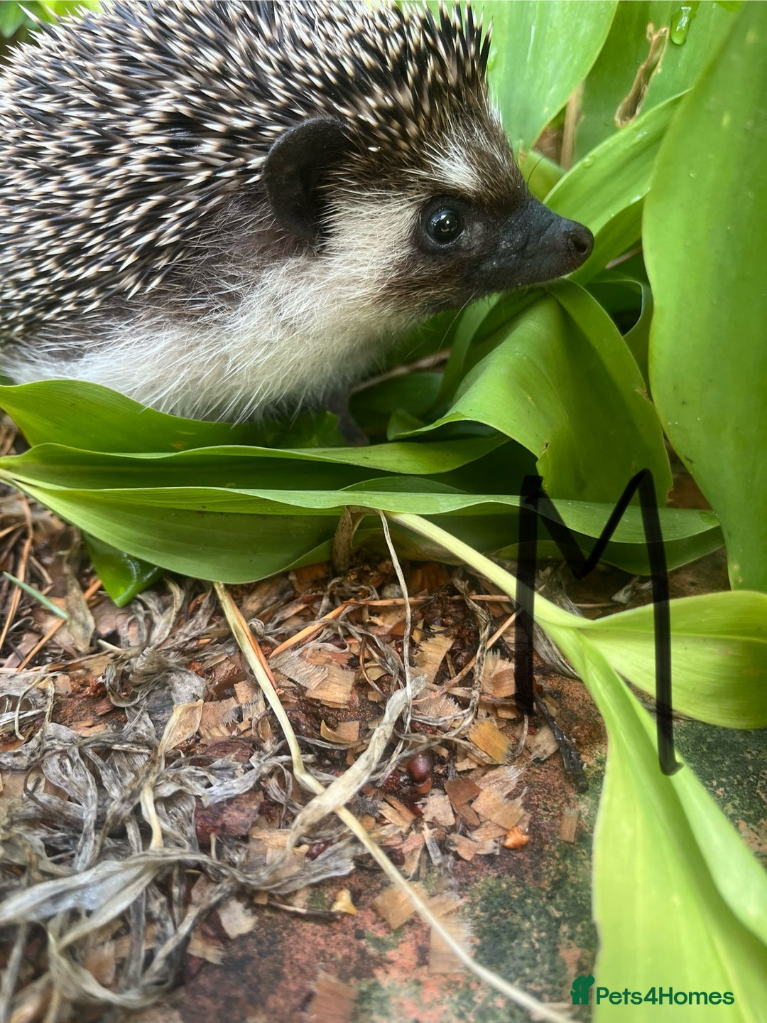 Pygmy Hedgehog rodents for sale: Stunning girls & unrelated boy ready now  - Image 6