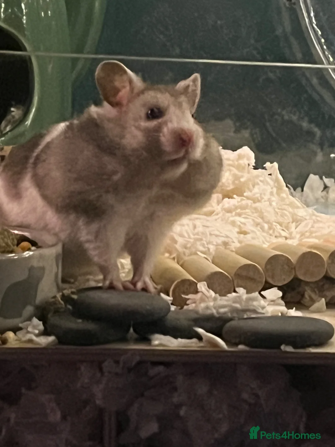 Hamster rodents for sale: Nibbles the hamster - Advert 2