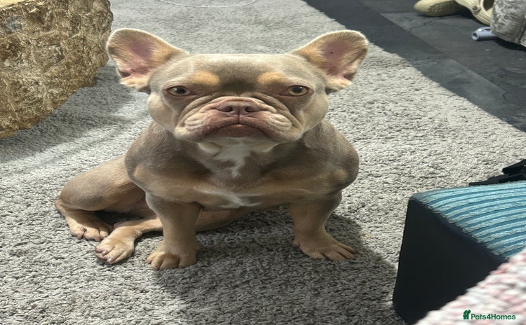 French Bulldog dogs - Advert 1
