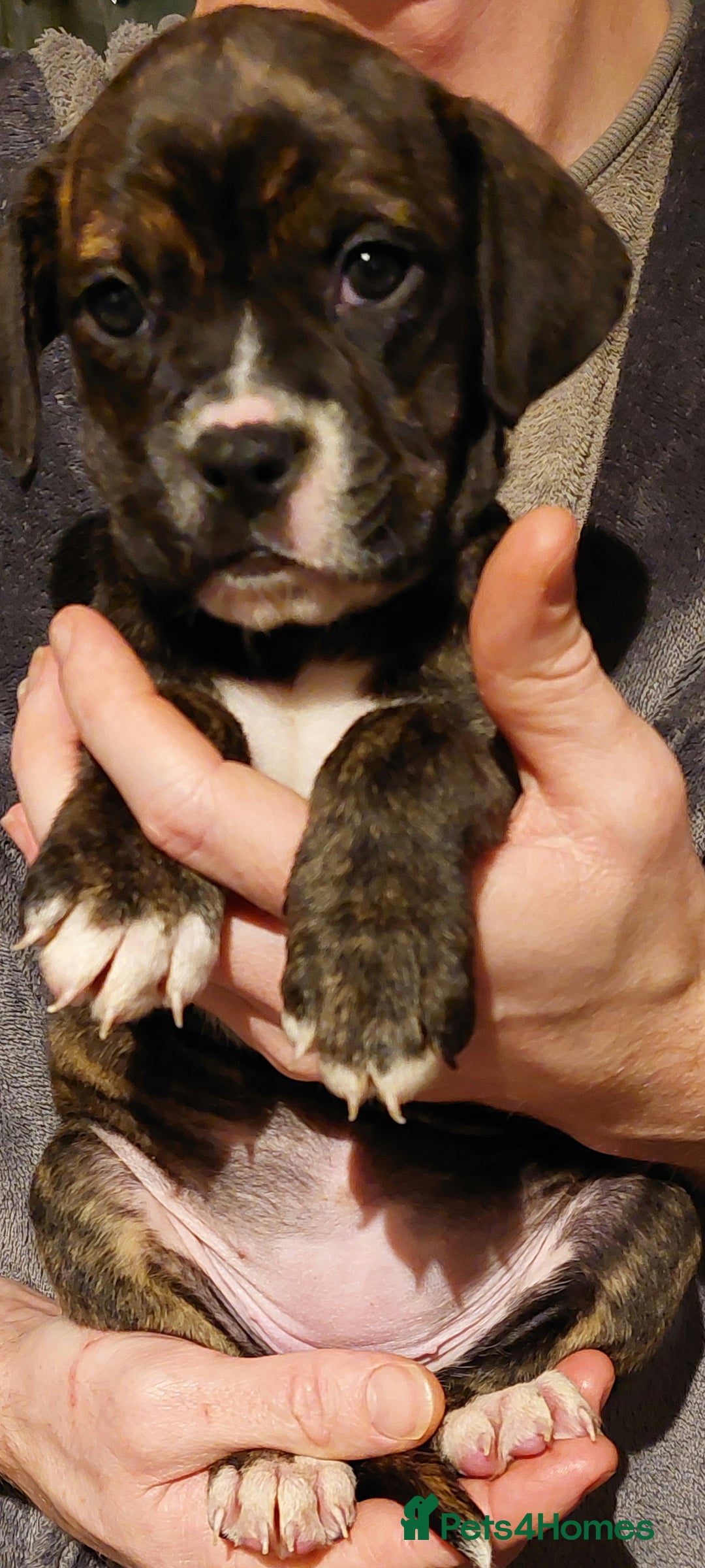 Mixed Breed dogs for sale: Cane Corso cross American bulldog puppy's  - Advert 6