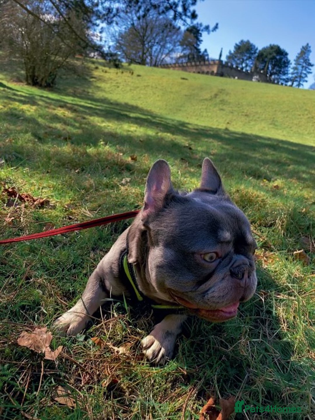 French Bulldog dogs for sale: Adorable 3-Year-Old Male & Female French Bulldog - Advert 4