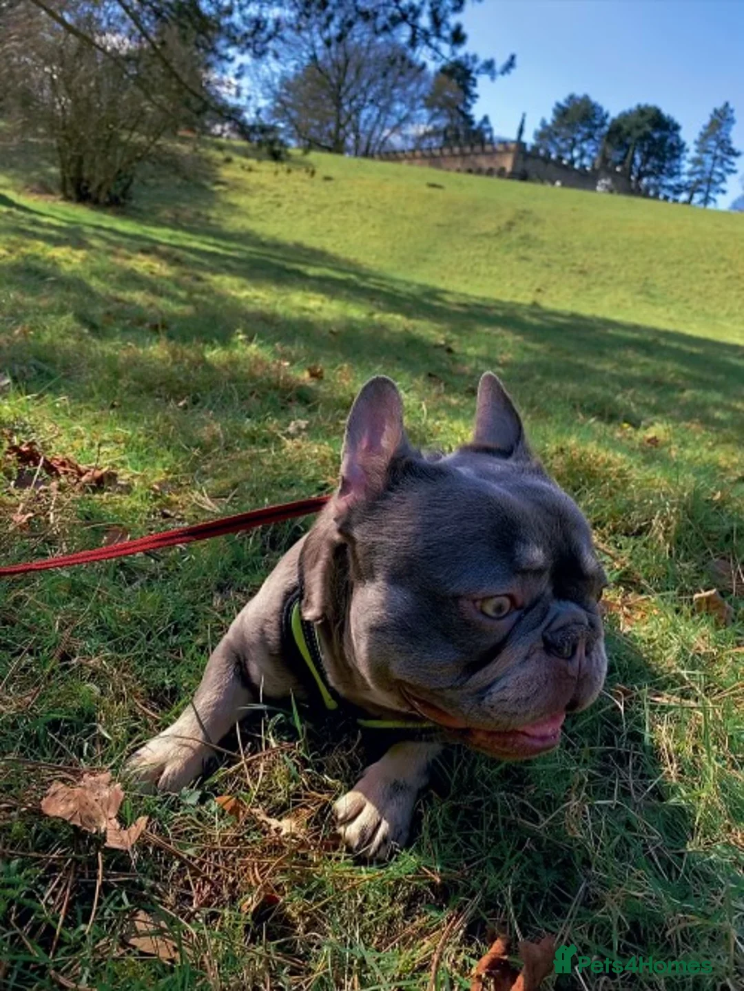 French Bulldog dogs for sale: Adorable 3-Year-Old Male & Female French Bulldog - Advert 4