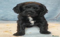 Mixed Breed dogs for sale: Cocker Spaniel cross Cavapoo Pups - Image 7