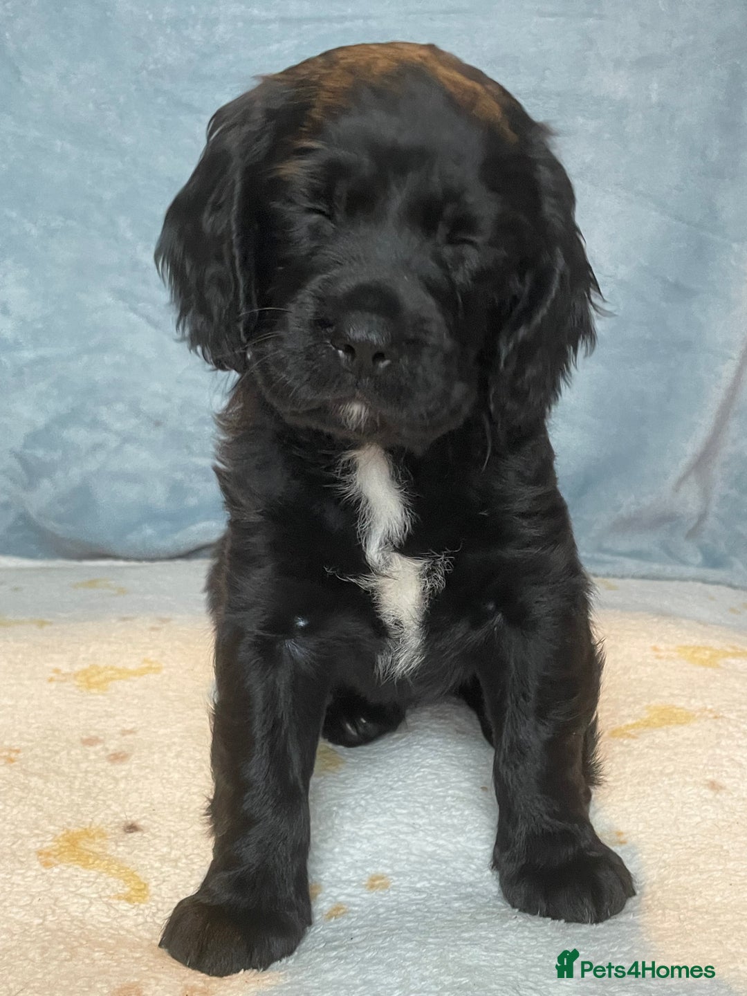 Mixed Breed dogs for sale: Cocker Spaniel cross Cavapoo Pups - Image 7