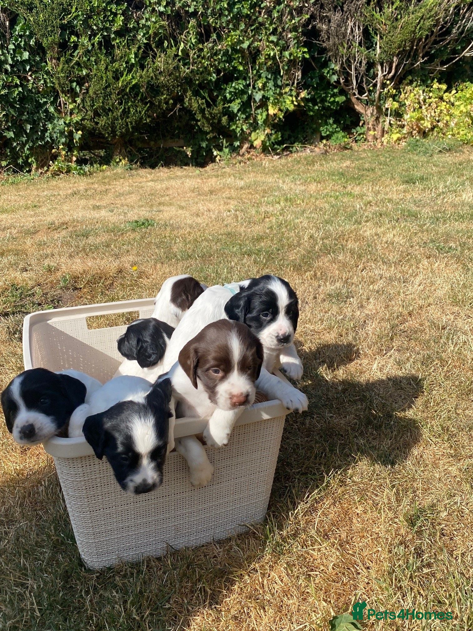 English Springer Spaniel dogs Championship Bred, Fully Health Tested Workers - Advert 2