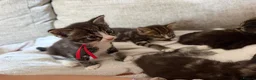 Mixed Breed cats for sale: Kittens for sale - Advert 7