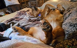 Mixed Breed dogs for adoption: 💖🐶 SANDY 🐶💖 - Image 21