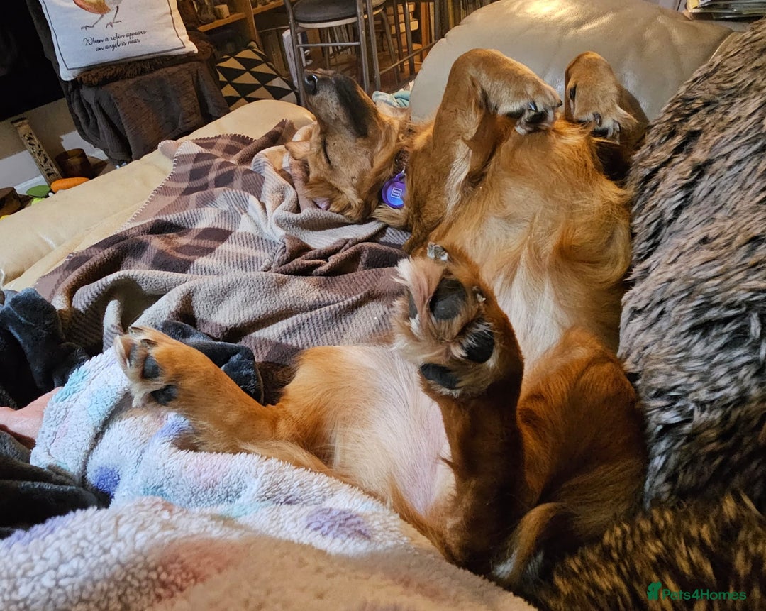Mixed Breed dogs for adoption: 💖🐶 SANDY 🐶💖 - Image 21