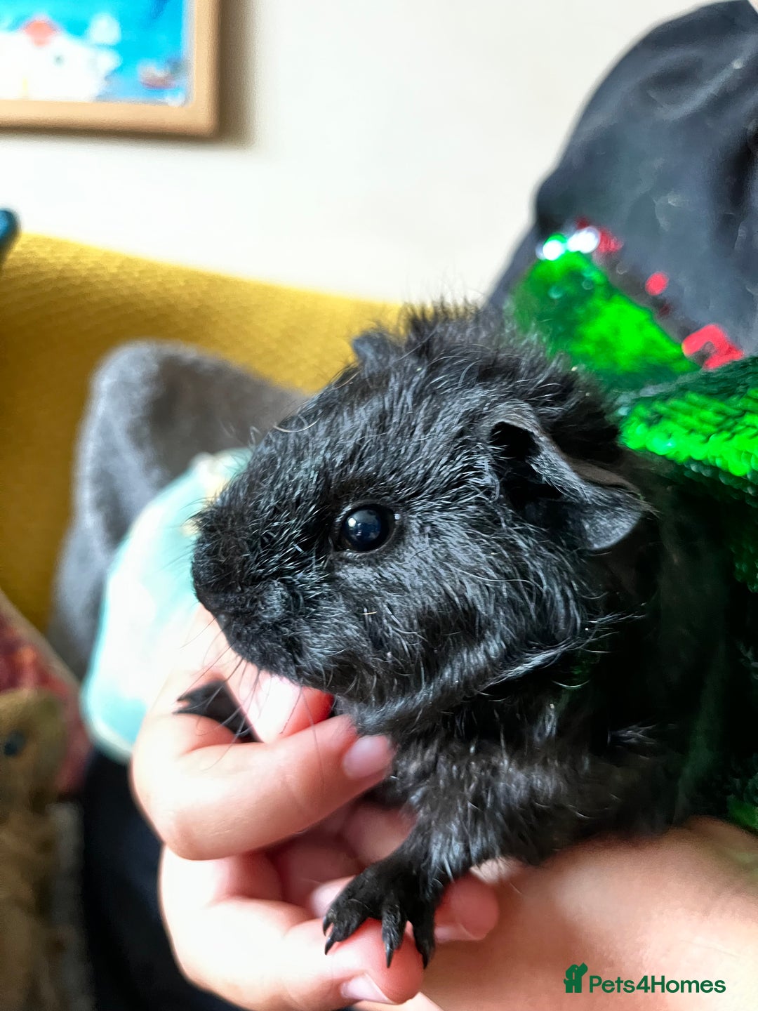 Neutered Male Guinea Neutered Female Guinea Pig Neutering Male