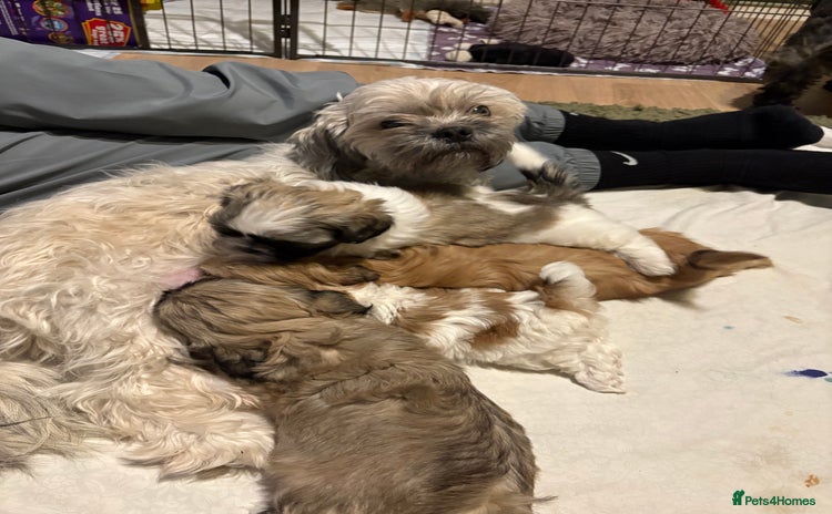 Shih Tzu dogs Beautiful Shitzu puppies  - Advert 11