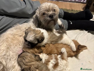 Shih Tzu dogs Beautiful Shitzu puppies - Advert 10