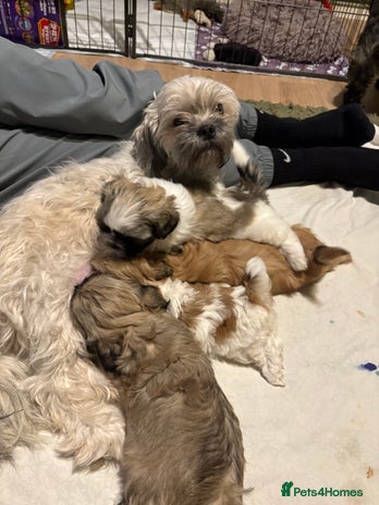 Shih Tzu dogs Beautiful Shitzu puppies - Advert 11