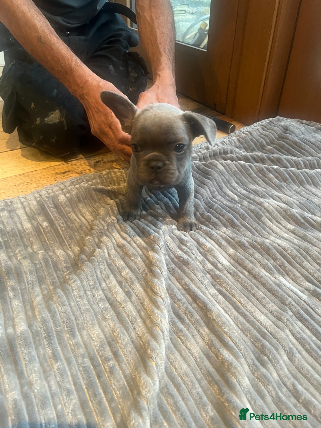 French Bulldog dogs for sale: French bull dog puppies  - Image 18