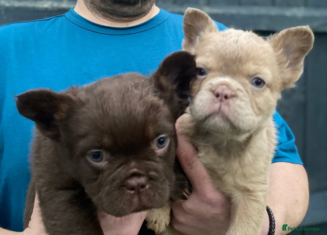 French Bulldog dogs for sale: READY TO LEAVE THIS WEEKEND FLUFFY FRENCH BULLDOGS - Advert 24