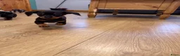 Miniature Dachshund dogs for sale: Miniature dachshunds - Advert 13
