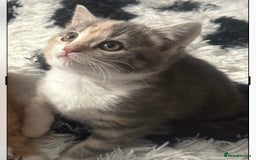 Scottish Fold cats for sale: Scotish Fold Kittens for sale 🐱 - Image 4