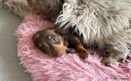 Miniature Dachshund dogs for sale: Miniature Dachshund Puppies ONE LEFT - Image 24