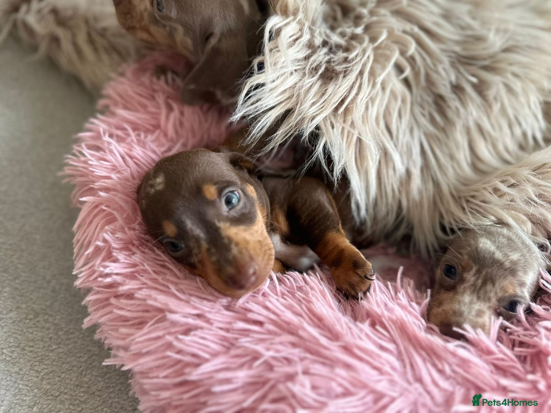 Miniature Dachshund dogs for sale: Miniature Dachshund Puppies ONE LEFT - Image 24