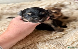 Chorkie dogs for sale: Chorkie (x2 Boys) - Image 10