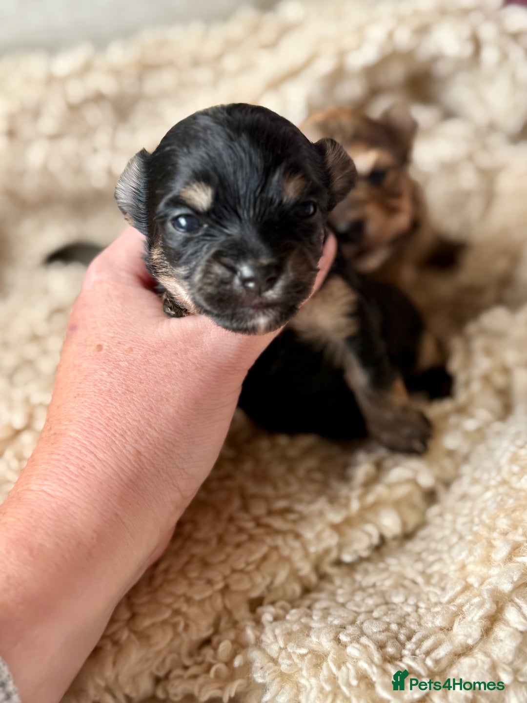 Chorkie dogs for sale: Chorkie (x2 Boys) - Image 10