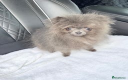 Pomeranian dogs for sale:  Pomeranian blue Girl  - Image 5