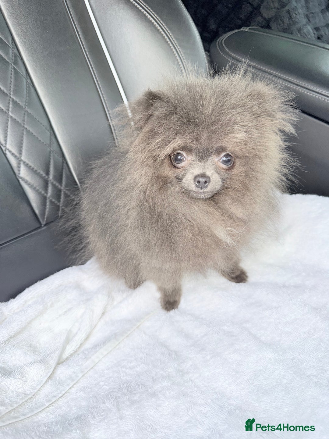 Pomeranian dogs for sale:  Pomeranian blue Girl  - Image 5