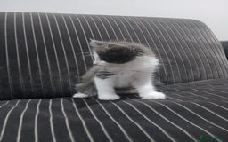 Mixed Breed cats for sale: Two beautifully marked boys - Image 3