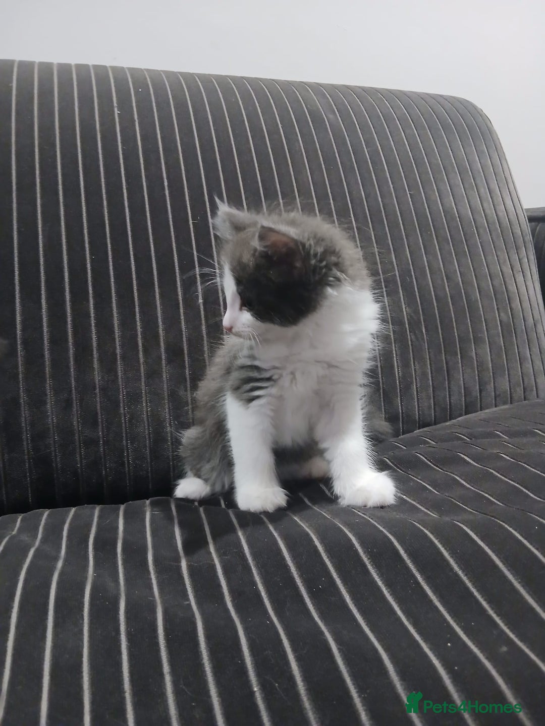 Mixed Breed cats for sale: Two beautifully marked boys - Image 3