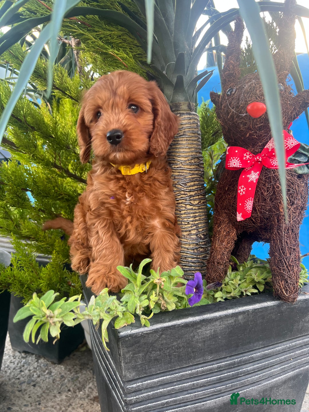 Cockapoo dogs for sale: LAST GIRL!!!!! F1 Cockapoo Puppies!!! - Advert 1