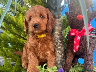 Cockapoo dogs LAST GIRL!!!!! F1 Cockapoo Puppies!!! - Advert 15