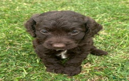 Cockapoo dogs for sale: Stunning F1b petite Cockerpoos.  - Image 10