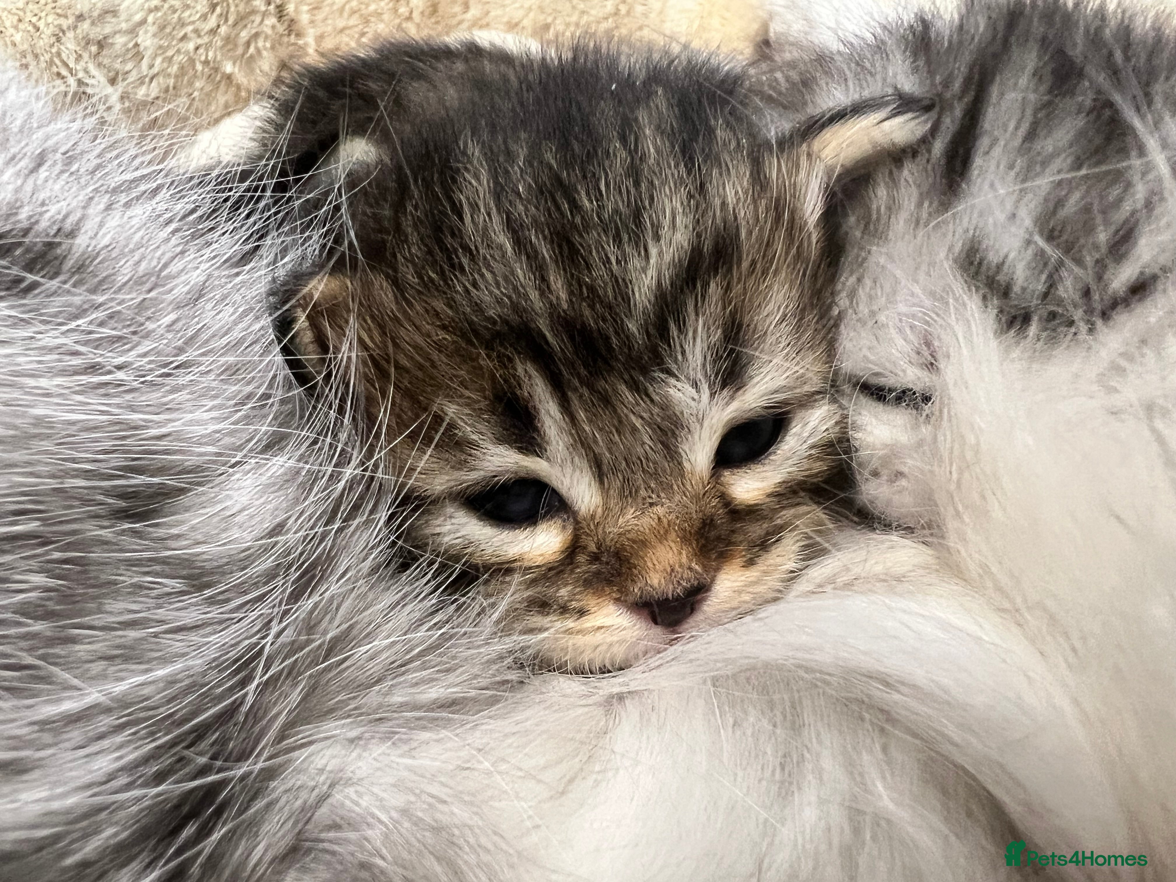 Siberian cats 🩶🩵Traditional Siberian Babies🩵🩶 - Advert 1