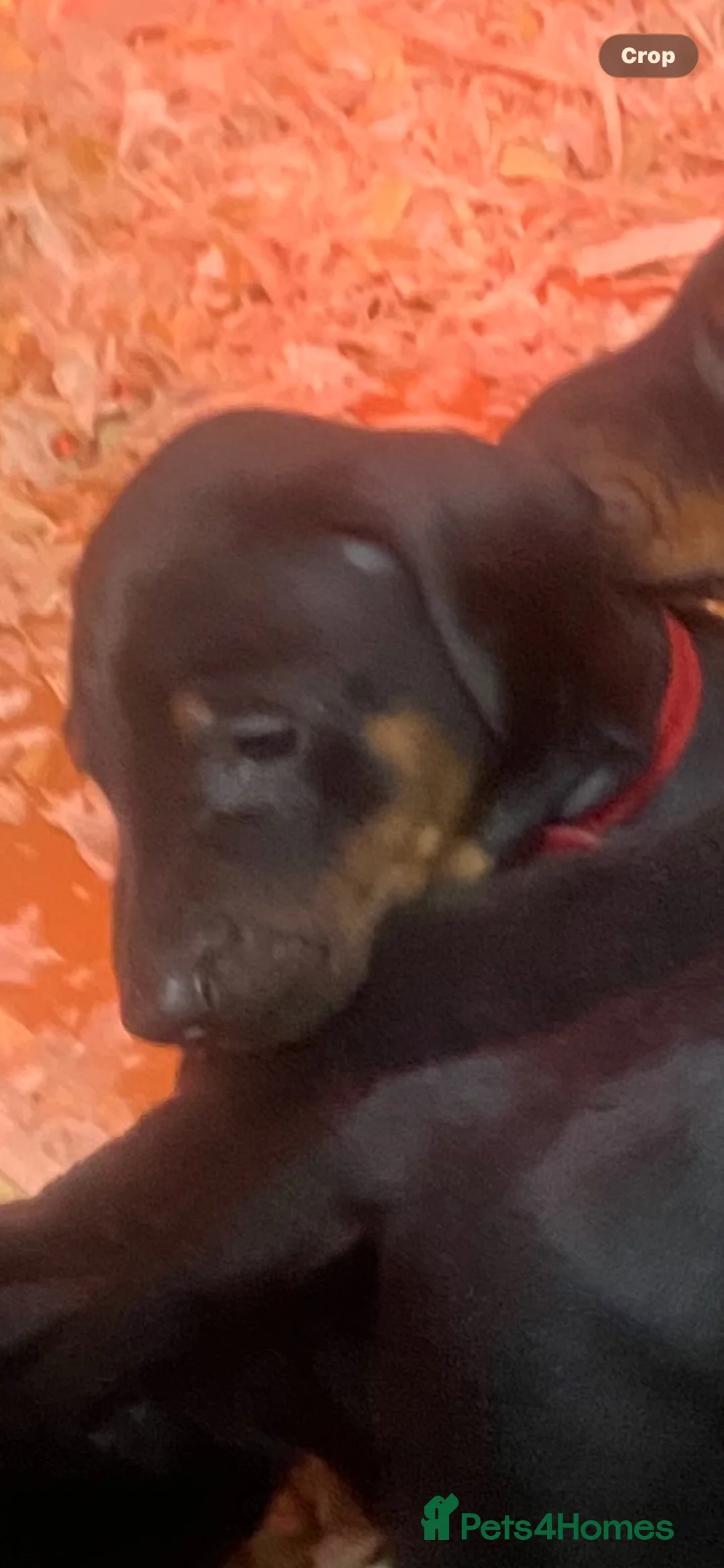 Dobermann dogs for sale: Dobermann pups - Advert 2