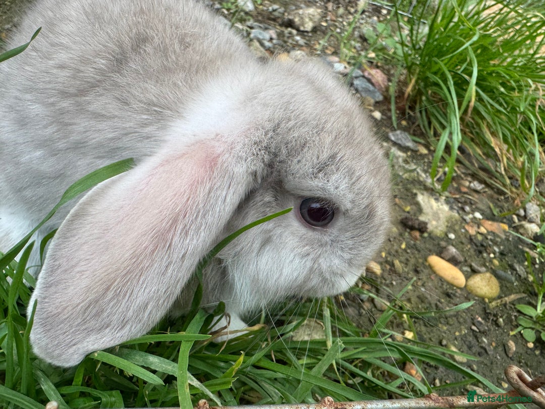 Mini Lop rabbits for sale: Beautiful mini mop babies ready  - Advert 4