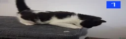 Domestic Shorthair cats for sale: TUXEDO KITTENS  - Advert 2
